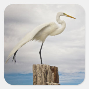 Talented Egret   Fort Myers Beach, Florida Square Sticker