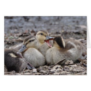 Talkative Mallard Ducklings