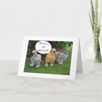 TALKING CHICKENS "CONGRATULATE RETIREE" WITH HUMOR