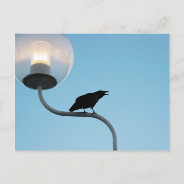 Talking Crow Postcard (Front)