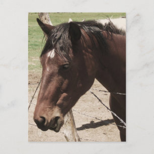 Talking Horse Postcard