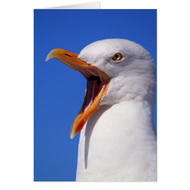 Talking Seagull (Front)