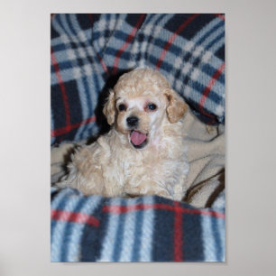 Talking Tan Toy Poodle Puppy Poster