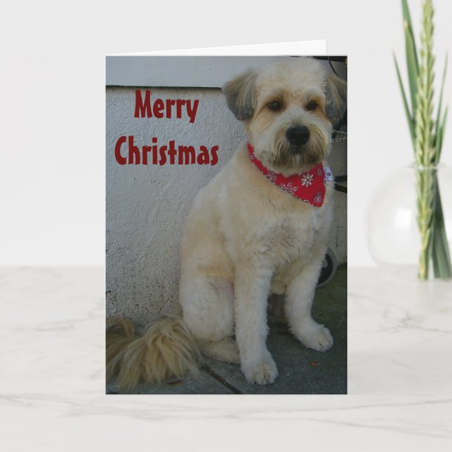 TALKING TERRIER, TERRIER-IFIC MERRY CHRISTMAS HOLIDAY CARD (Front)