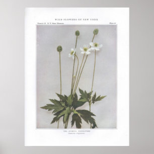 Tall Anemone; Thimbleweed - Anemone virginiana Poster