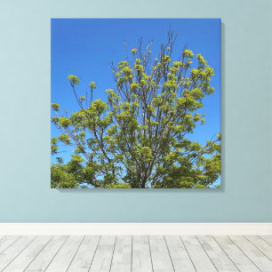 Tall Ash Tree In The Beautiful Blue Sky Photo Canvas Print
