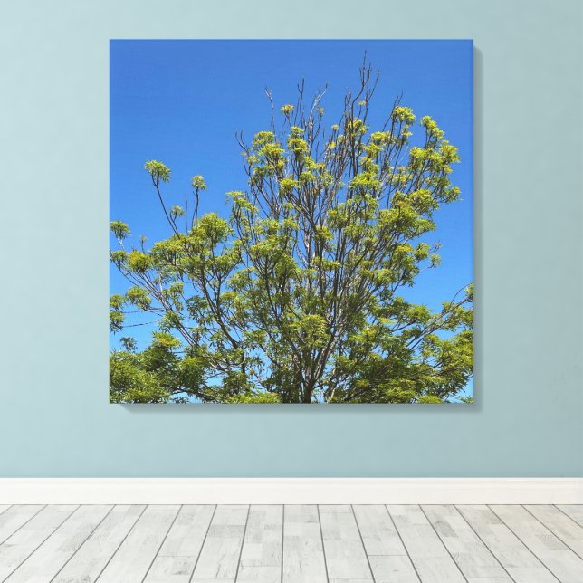 Tall Ash Tree In The Beautiful Blue Sky Photo Canvas Print (Insitu(Wood Floor))