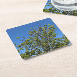 Tall Ash Tree In The Beautiful Blue Sky Photo Square Paper Coaster