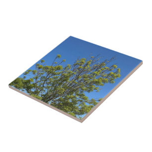 Tall Ash Tree In The Beautiful Blue Sky Photo Tile
