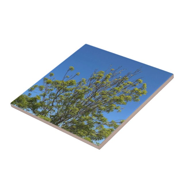 Tall Ash Tree In The Beautiful Blue Sky Photo Tile (Side)