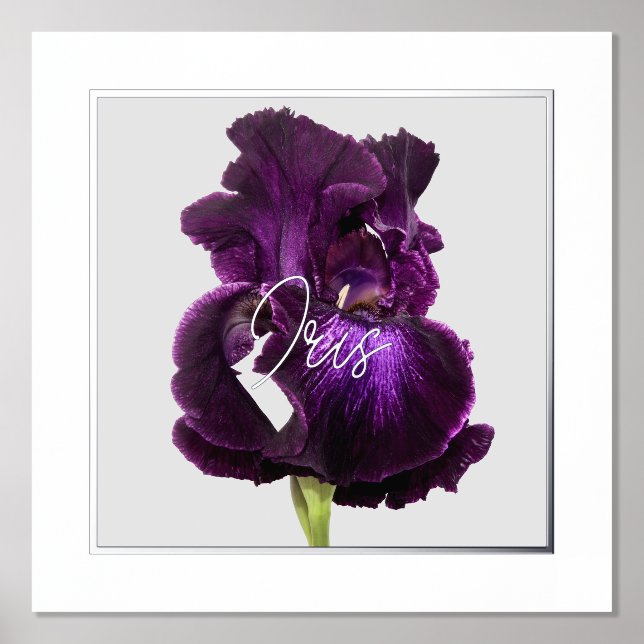 Tall Bearded Iris Foil Text Print Poster (Front)
