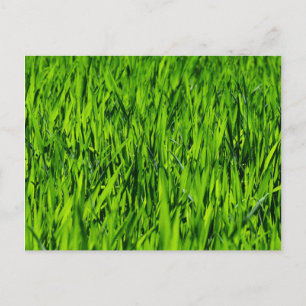 Tall Blades of Grass Postcard
