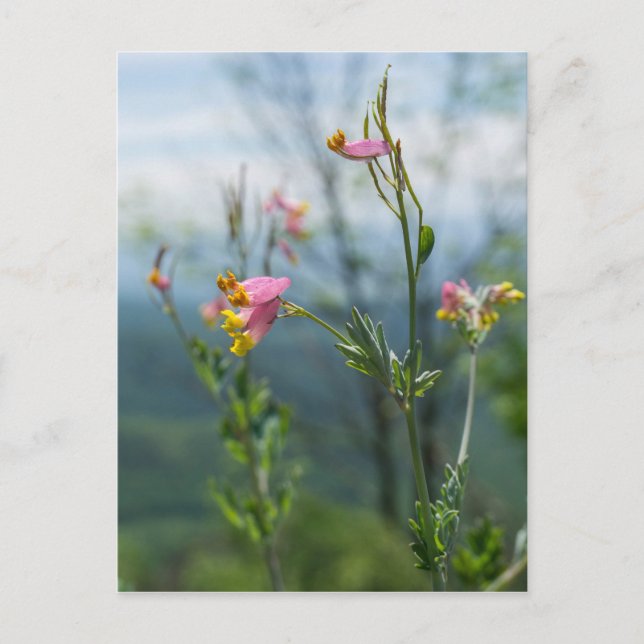 Tall Corydalis Wildflower Vertical Postcard (Front)