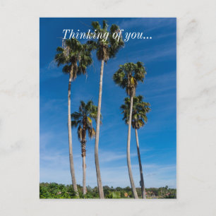 Tall Curving Palms Postcard