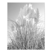 Tall Grass and Hyacinths at Island Park, NY