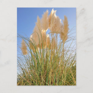 Tall Grass and Hyacinths at Island Park, NY. Postcard