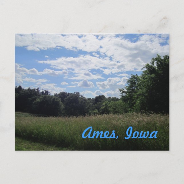 Tall Grass Field with Trees Ames, Iowa Postcard (Front)