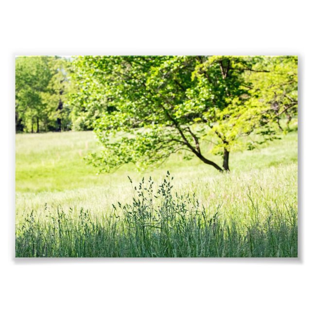 Tall Grass Photo Print (Front)
