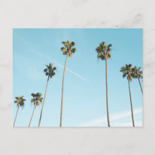 Tall Palm Trees Light Blue Sky Holiday Postcard
