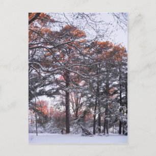 Tall Pine Trees in Snow at Sunrise Winter Photo Postcard
