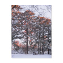 Tall Pine Trees in Snow at Sunrise Winter Photo