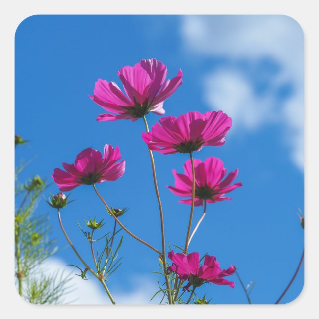 Tall Pink Cosmos Flowers Stickers (Front)