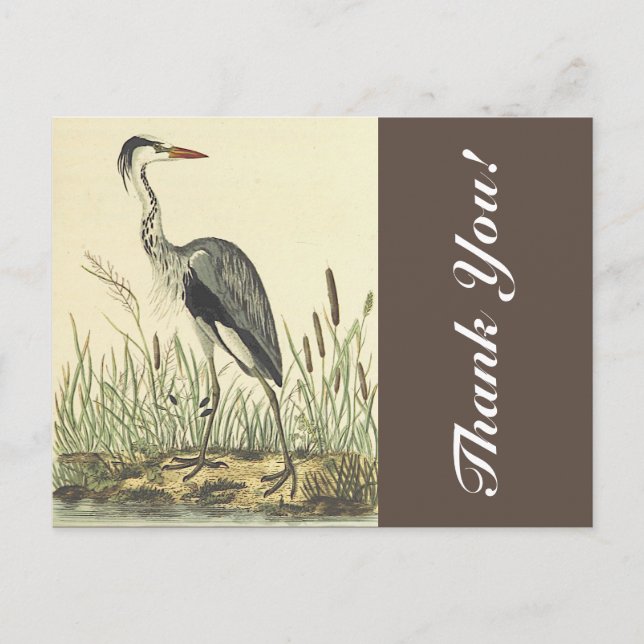 Tall Standing Bird Near Cattails, "Thank You!" Postcard (Front)