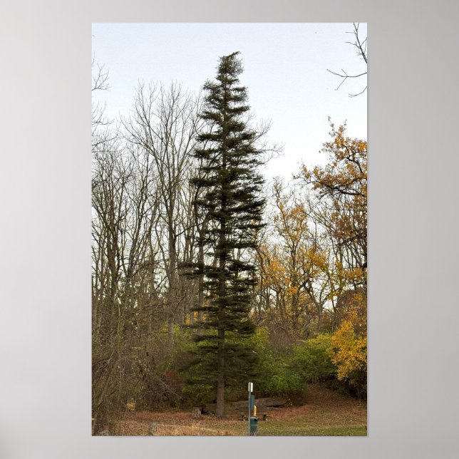 Tall Tree Photo Poster (Front)