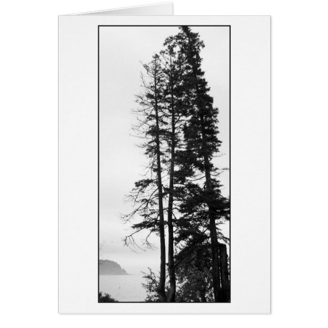 Tall Trees and Mist (Front)