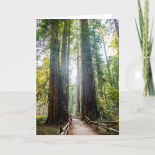 Tall Trees Card