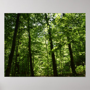 Tall Trees in Nature Poster