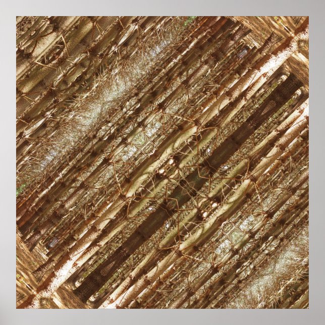 Tall trees poster (Front)