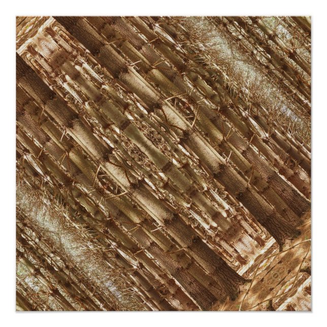 Tall trees poster (Front)