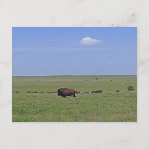 Tallgrass Prairie National Preserve - Kansas Postcard