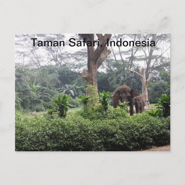 Taman Safari Postcard (Front)