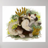 Tamandua Anteater