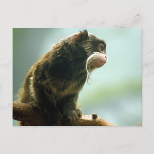 Tamarin Monkey Postcard (Front)