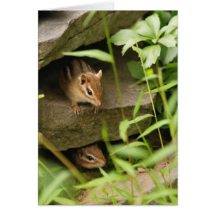 Tamia de bébé de peau et de recherche