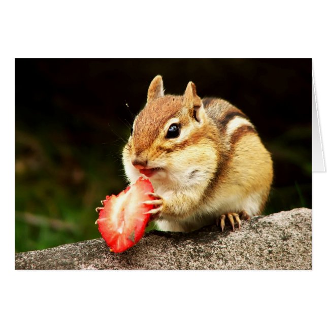 Tamia mignonne avec la carte juteuse de fraise (Devant horizontal)