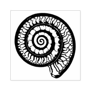 Tampons Encreurs Fossil d'ammonite - Coquillage de la spirale