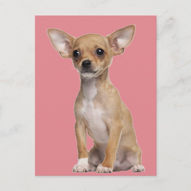 Tan and White Chihuahua Postcard (Front)
