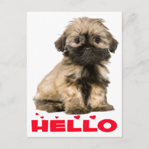 Tan & Black Shih Tzu Puppy Dog Red Hello Hearts Postcard