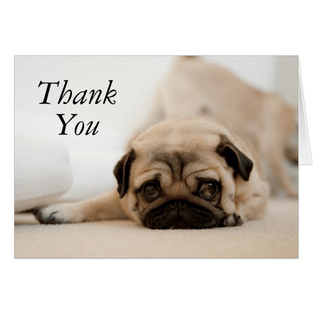 Tan Female Pug (Front Horizontal)