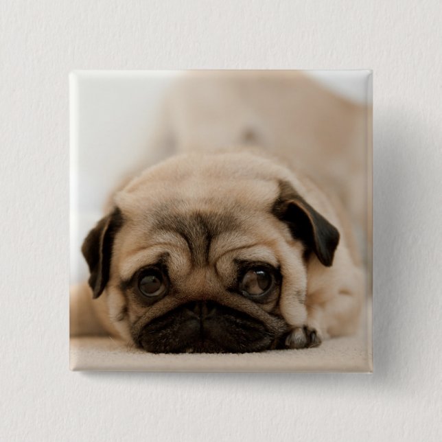 Tan Female Pug 2 Inch Square Button (Front)