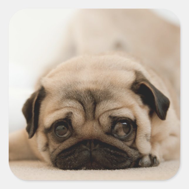 Tan Female Pug Square Sticker (Front)