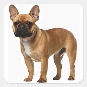Tan French Bulldog Brown / Black Puppy Dog Square Sticker