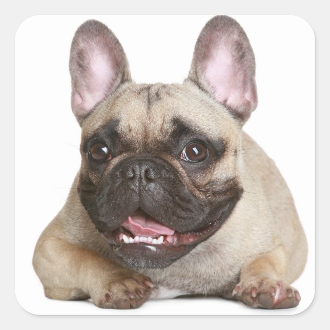 Tan French Bulldog Brown / Black Puppy Dog Square Sticker (Front)