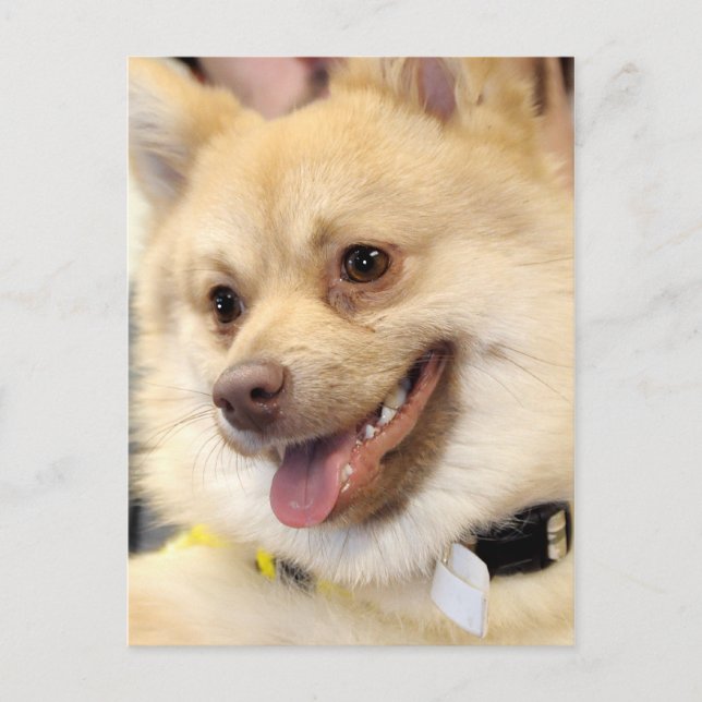 Tan German Spitz Dog Breed Postcards (Front)