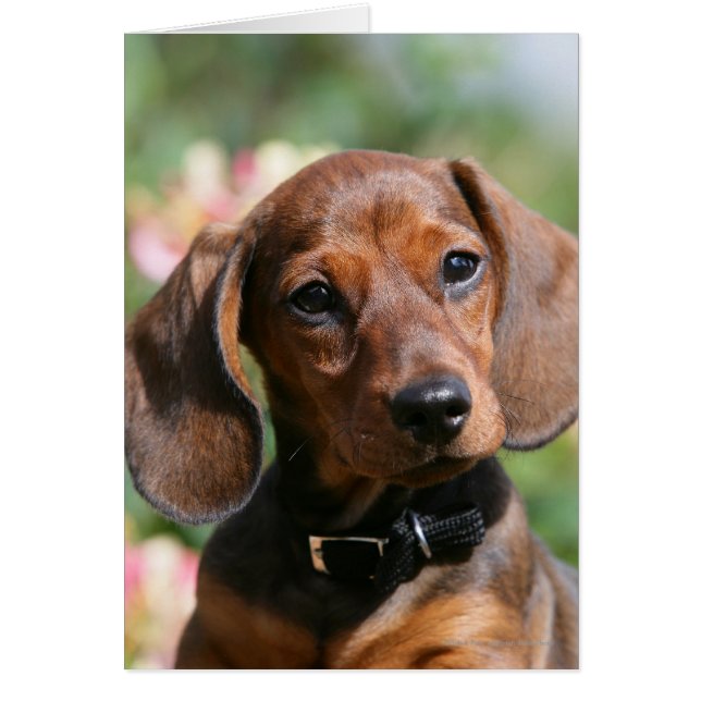 Tan Miniture Dachshund (Devant)