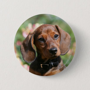 Tan Miniture Dachshund 2 Inch Round Button